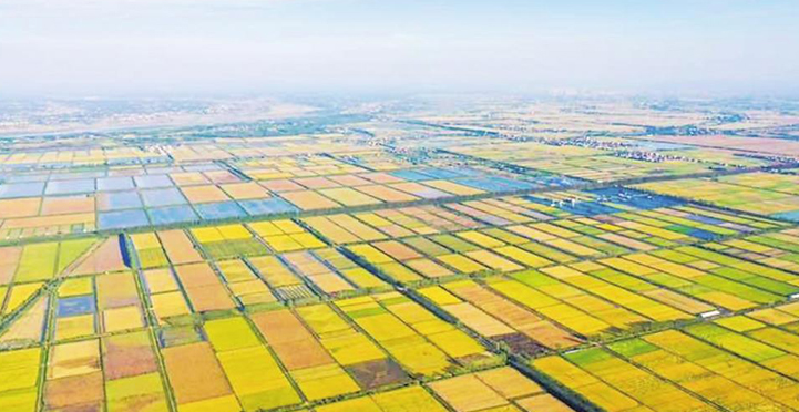 ��ɫ�����ͷ��ջ���