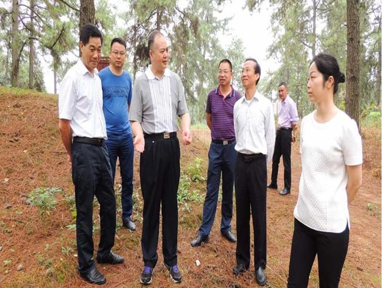 省林业厅来汨罗调研桃林国有林场建设工作